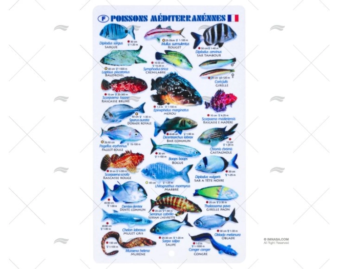 PLASTIC SHEET MEDITERRANEAN FISHES FRENC