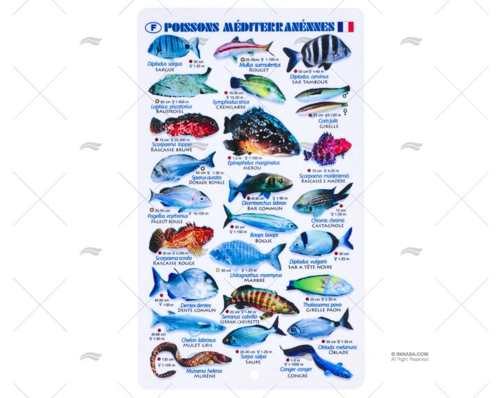 TABLEAU PLASTIQUE POISSONS DE MEDITERRAN