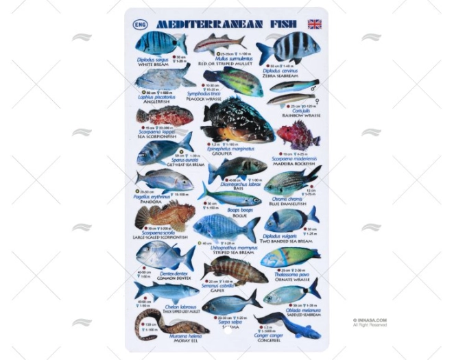 PLASTIC SHEET MEDITERRANEAN FISHES ENGLI