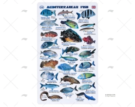 PLASTIC SHEET MEDITERRANEAN FISHES ENGLI