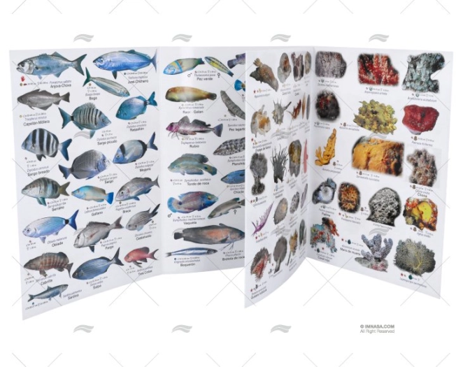 BROCHURE  MEDITERRANEAN FISHES SPANISH