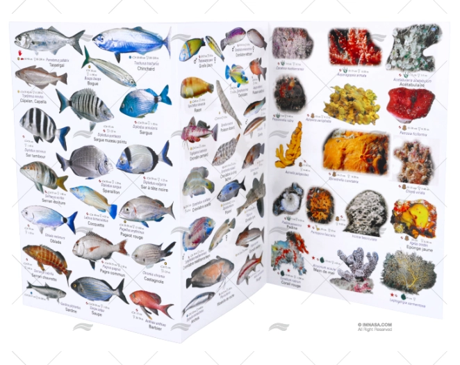 BROCHURE MEDITERRANEAN FISHES FRENCH